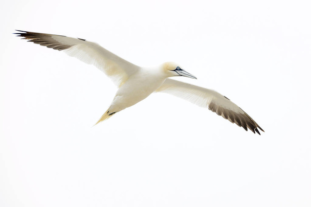 白い空、素晴らしい Saltee、Saltee 諸島、アイルランドに対して飛行北ギャネット (クワ bassanus). - 写真・画像