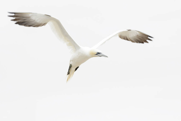 Северная сетка (Morus bassanus), летящая над белым небом, Большая Солти, Солти-Айленды, Ирландия
. - Фото, изображение
