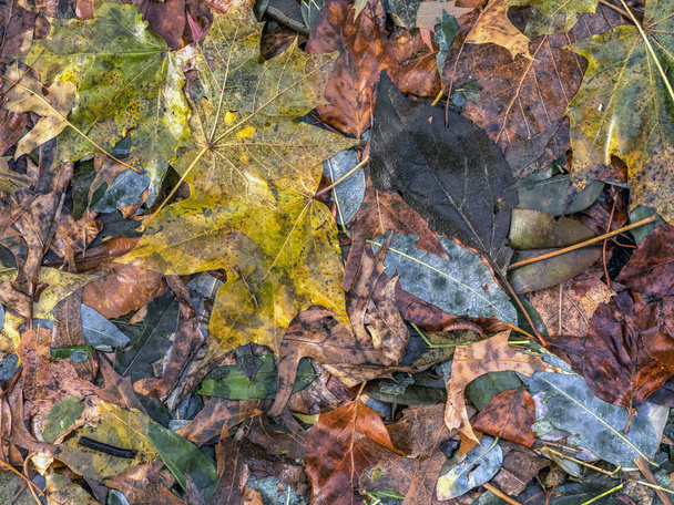 Φθινοπωρινά φύλλα στο δασικό πάτωμα στο Σέντραλ Παρκ - Φωτογραφία, εικόνα