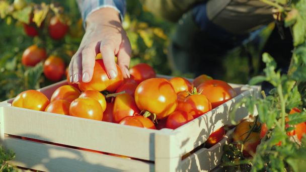 Un travailleur des mains a mis une tomate dans une boîte. Récolte sur le terrain, produits biologiques
 - Photo, image