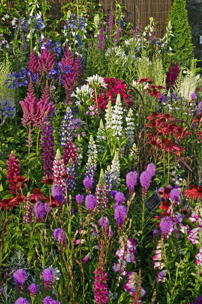 eine farbenfrohe Präsentation blühender Randpflanzen in einem Landgarten - Foto, Bild