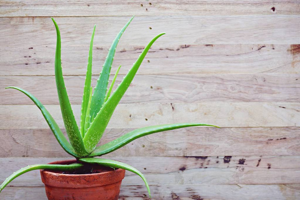 Aloe vera pot plant on wooden table background, copy space, skin care background concept - Photo, Image