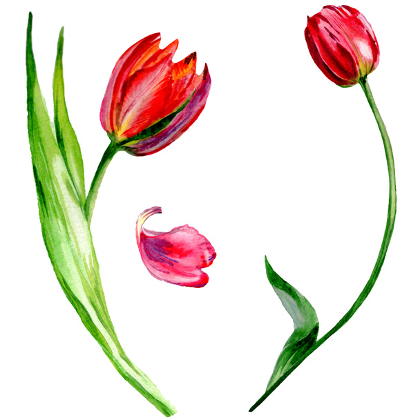 Amazing red tulip flowers with green leaves. Hand drawn botanical flowers. Watercolor background illustration. Isolated red tulips illustration element. - Photo, Image