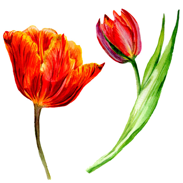 Amazing red tulip flowers with green leaves. Hand drawn botanical flowers. Watercolor background illustration. Isolated red tulips illustration element. - Fotoğraf, Görsel