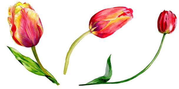 Amazing red tulip flowers with green leaves. Hand drawn botanical flowers. Watercolor background illustration. Isolated red tulips illustration element. - Фото, изображение