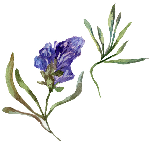 紫のラベンダー。花植物の花。野生春ワイルドフラワーは、白で隔離。手は、aquarelle でラベンダーの花を描いた。水彩画背景イラスト. - 写真・画像