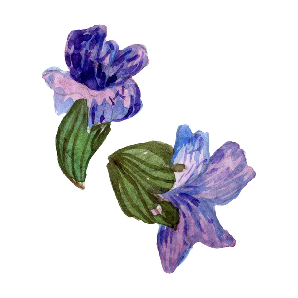 Flores de lavanda púrpura. Flores silvestres de primavera aisladas en blanco. Flores de lavanda dibujadas a mano en acuarela. Ilustración fondo acuarela
. - Foto, Imagen