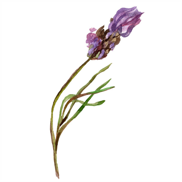 Levendula lila. Virágos botanikai virág. Vad tavaszi vadvirág elszigetelt fehér. Kézzel rajzolt levendula virág, akvarell. Akvarell háttér illusztráció. - Fotó, kép