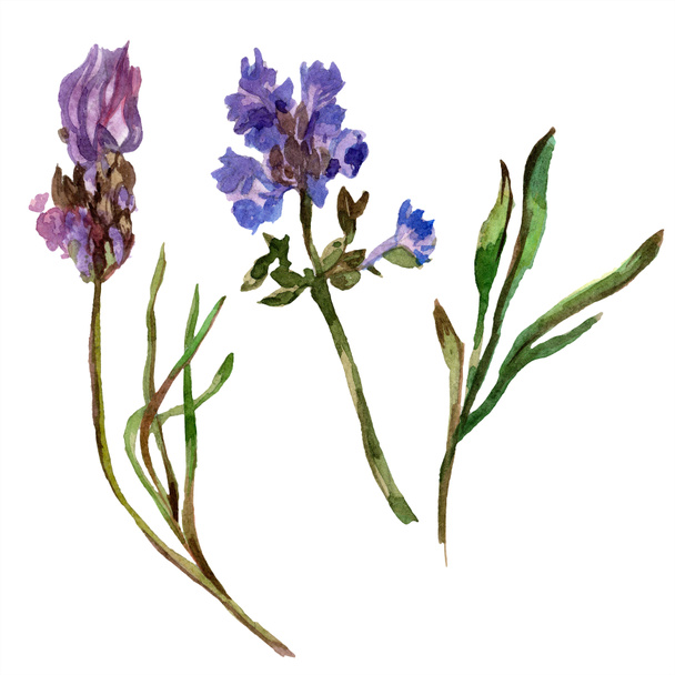 Purple lavender flowers. Wild spring wildflowers isolated on white. Hand drawn lavender flowers in aquarelle. Watercolor background illustration. - 写真・画像