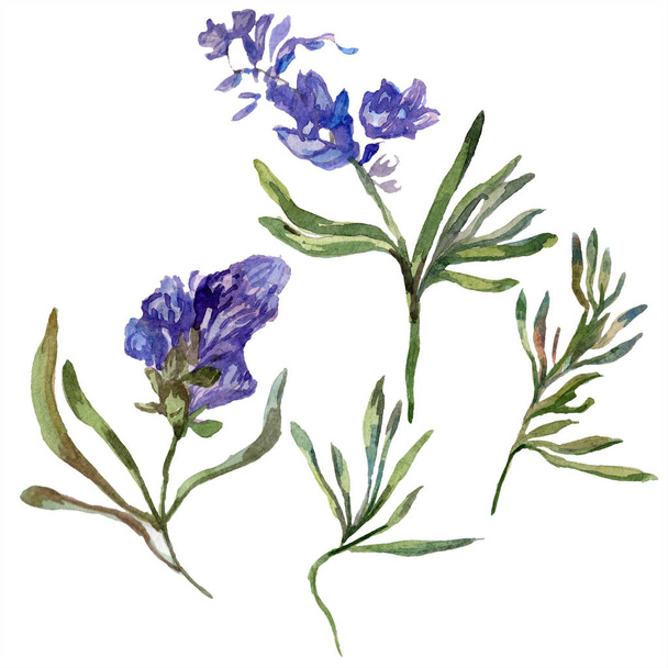 Purple lavender flowers. Wild spring wildflowers isolated on white. Hand drawn lavender flowers in aquarelle. Watercolor background illustration. - Valokuva, kuva