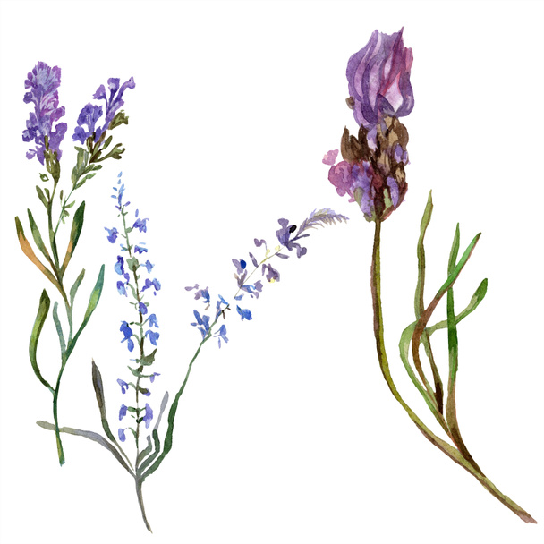 Purple lavender flowers. Wild spring wildflowers isolated on white. Hand drawn lavender flowers in aquarelle. Watercolor background illustration. - Zdjęcie, obraz