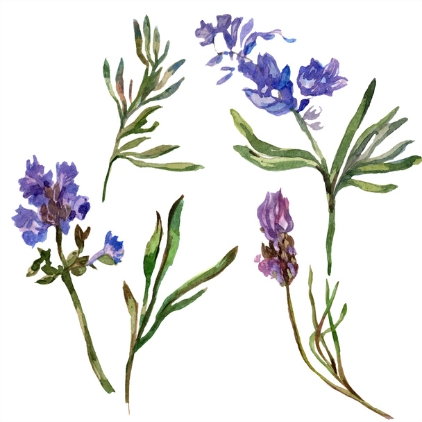 Purple lavender flowers. Wild spring wildflowers isolated on white. Hand drawn lavender flowers in aquarelle. Watercolor background illustration. - Foto, imagen
