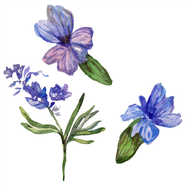 Purple lavender flowers. Wild spring wildflowers isolated on white. Hand drawn lavender flowers in aquarelle. Watercolor background illustration. - Фото, зображення