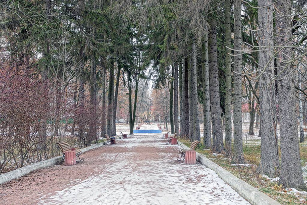 callejón con bancos de parque en la nieve y una fila de abetos altos
 - Foto, imagen