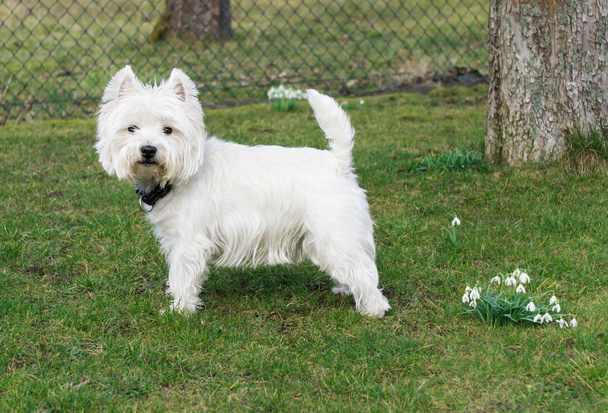 West Highland White terrier en el jardín - Foto, Imagen