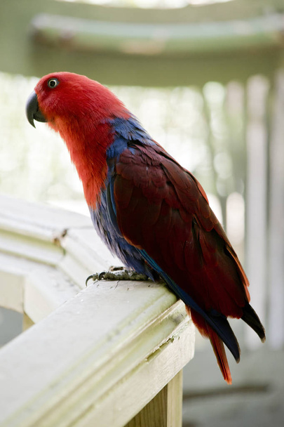 esta é uma vista lateral de um papagaio eclectus fêmea
 - Foto, Imagem