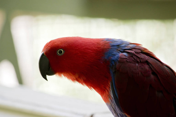 this is a close up of a female eclectus parrot - Foto, Imagem