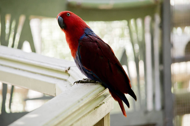 the female eclectus parrot is sitting on a fence - Foto, Imagem
