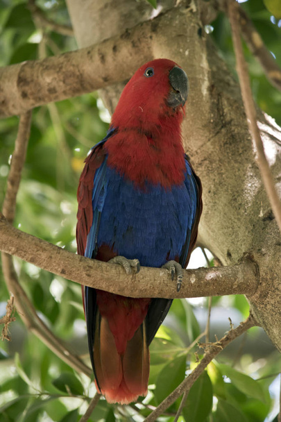ο παπαγάλος θηλυκό eclectus είναι σκαρφαλωμένο σε ένα δέντρο - Φωτογραφία, εικόνα