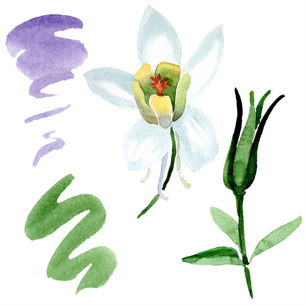 Aquilegia branca flor e broto. Lindas flores silvestres de primavera isoladas em branco. ilustração fundo aquarela
. - Foto, Imagem