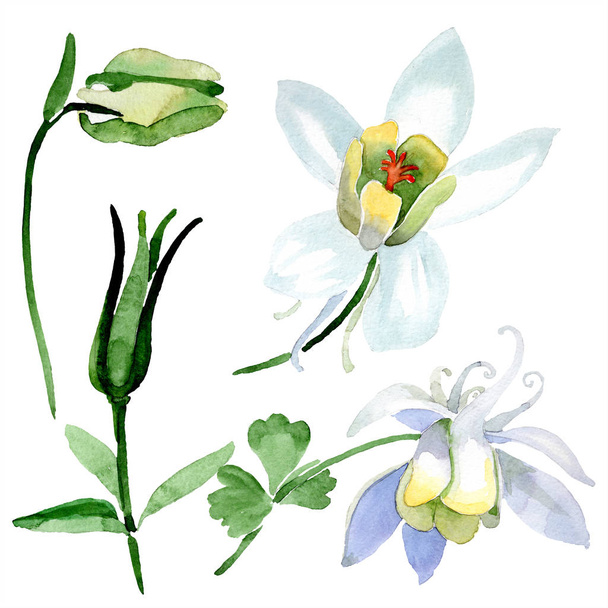 White aquilegia flowers and bud. Beautiful spring wildflowers isolated on white. Watercolor background illustration. - Photo, Image