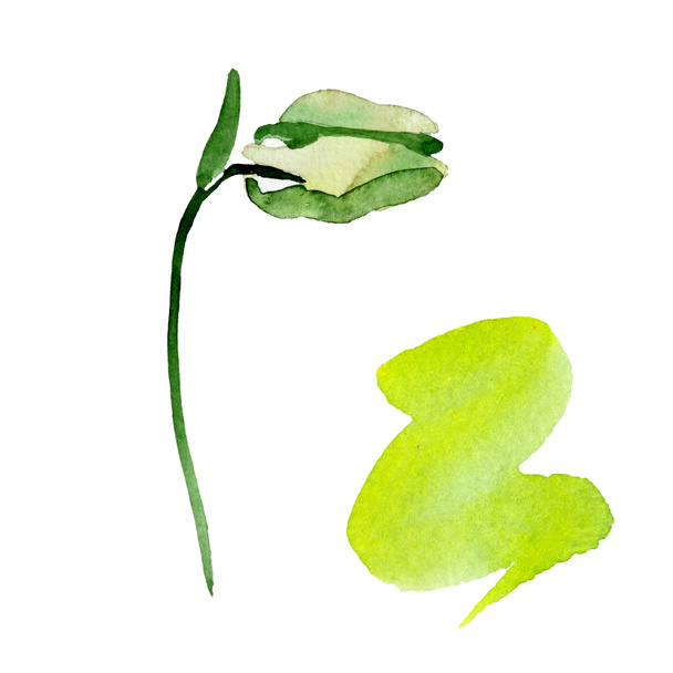 Green aquilegia bud. Beautiful spring wildflower isolated on white. Isolated aquilegia illustration element. Watercolor background illustration. - Photo, Image