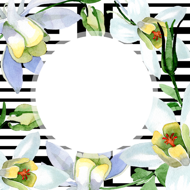 White aquilegia flowers. Frame ornament round. Watercolor background illustration. Beautiful aquilegia flowers drawing in aquarelle style. - Photo, Image