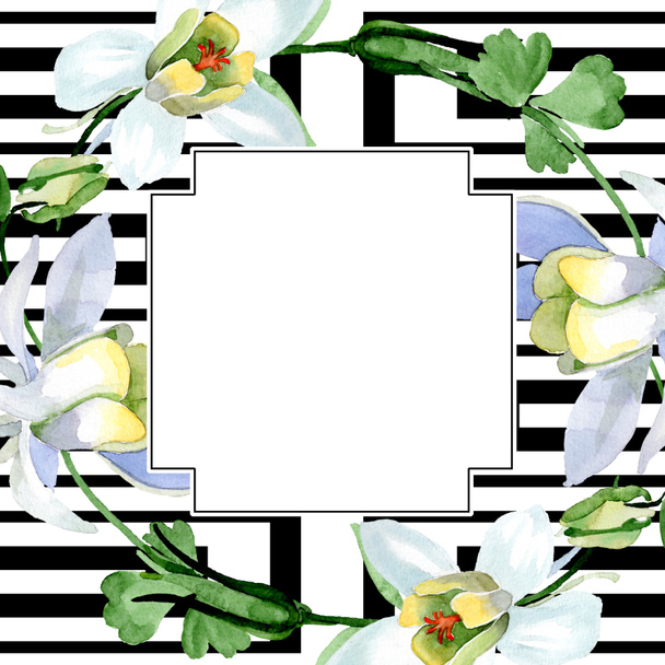 オダマキの花は白い。フレーム枠飾りスクエア。水彩画背景イラスト。アクワレル スタイルで描く美しいオダマキの花. - 写真・画像