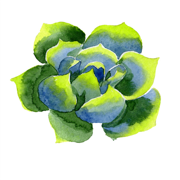 Amazing succulent. Watercolor background illustration. Aquarelle hand drawing isolated succulent plant. - Photo, Image