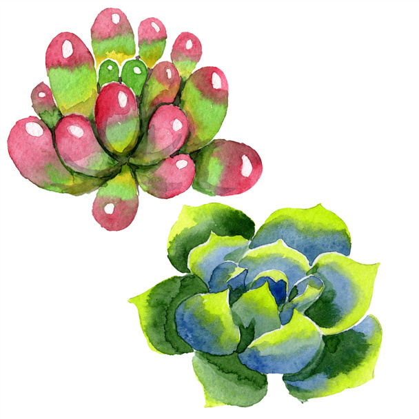 Amazing succulents. Watercolor background illustration. Aquarelle hand drawing isolated succulent plants. - Photo, Image