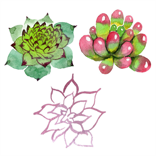 Amazing succulents. Watercolor background illustration. Aquarelle hand drawing isolated succulent plants. - Photo, Image