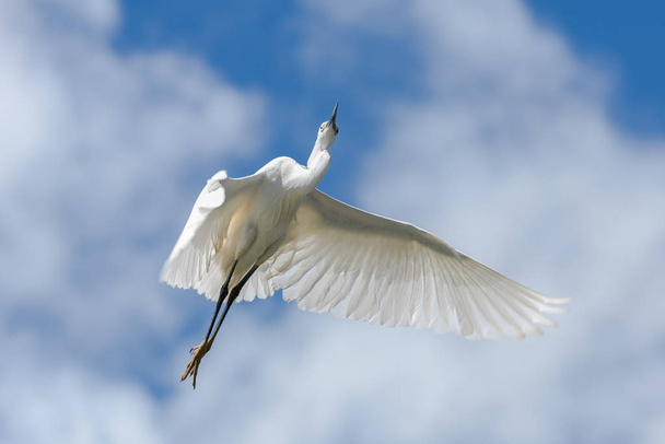     Egret bianco, Ardea garzetta che vola
  - Foto, immagini