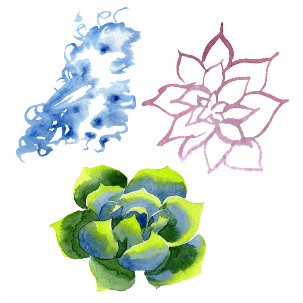 Amazing succulents. Watercolor background illustration. Aquarelle hand drawing isolated succulent plants and spot. - 写真・画像