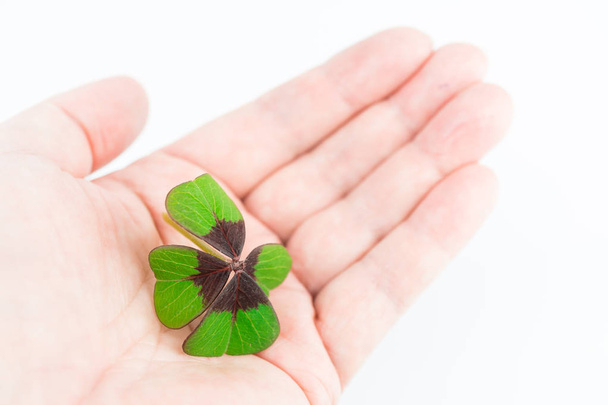 Hand with a four-leaf clover - Photo, Image