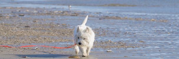 Chien, West Highland Terrier, obtient ses secousses sur la plage
 - Photo, image