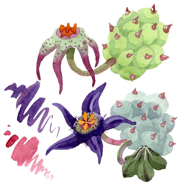 Duvalia flowers isolated illustration elements. Watercolor background illustration. Aquarelle hand drawing isolated succulent plants and stains. - 写真・画像