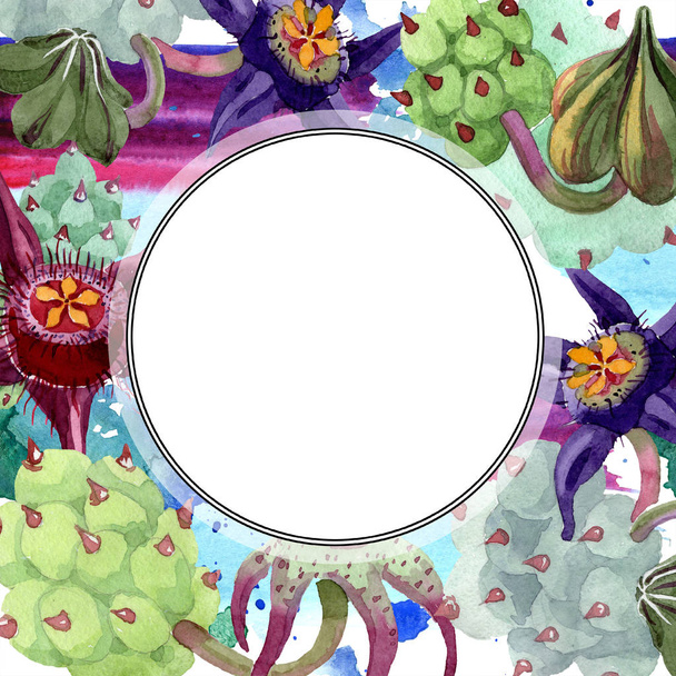 Duvalia flowers. Watercolor background illustration. Frame border ornament round. Aquarelle hand drawing succulent plants. - 写真・画像