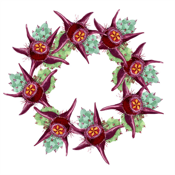 Duvalia flowers. Watercolor background illustration. Frame border ornament wreath. Aquarelle hand drawing succulent plants. - Zdjęcie, obraz
