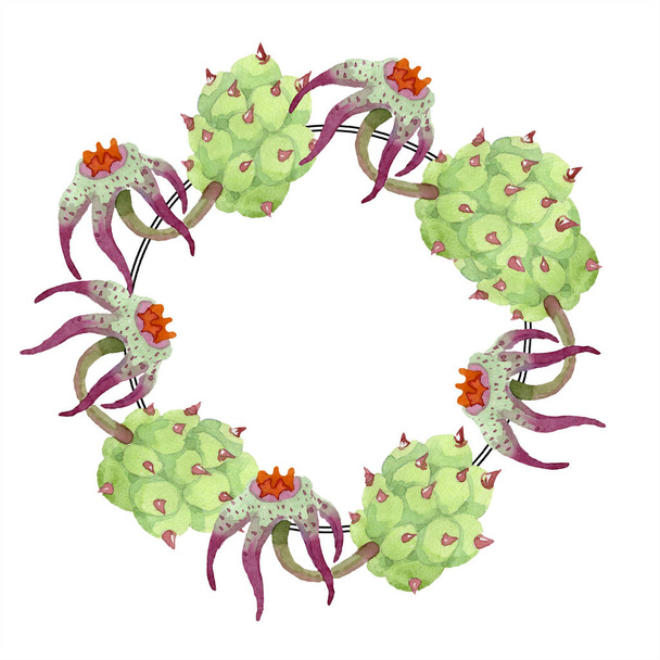 Duvalia flowers. Watercolor background illustration. Frame border ornament wreath. Aquarelle hand drawing succulent plants. - Foto, immagini