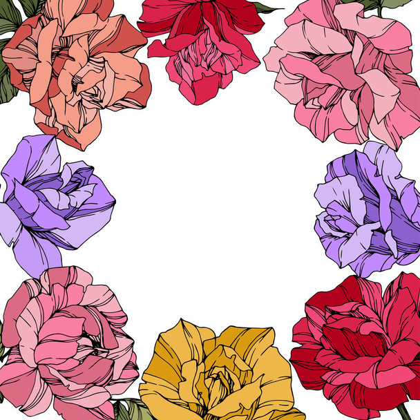 Vector Rose flowers. Floral botanical flowers. Red, pink and purple engraved ink art. Floral border square illustration. - Vector, Image