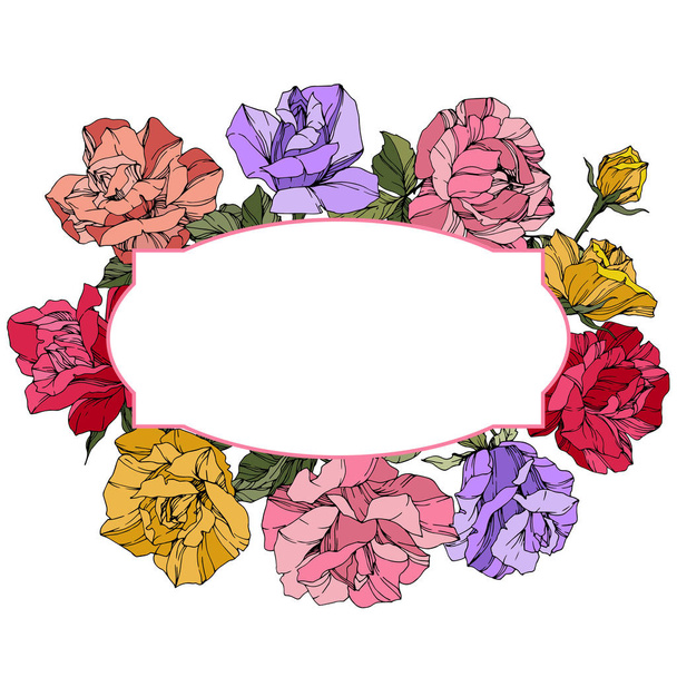 Vektorrosen. Blütenbotanische Blumen. rote, rosa und violette Gravurtintenkunst. Rahmen Bordüre Schmuck Kranz. - Vektor, Bild