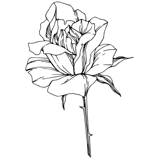 Vector Rose. Floral botanical flower. Engraved ink art. Isolated rose illustration element. Beautiful spring wildflower isolated on white. - Vektor, obrázek