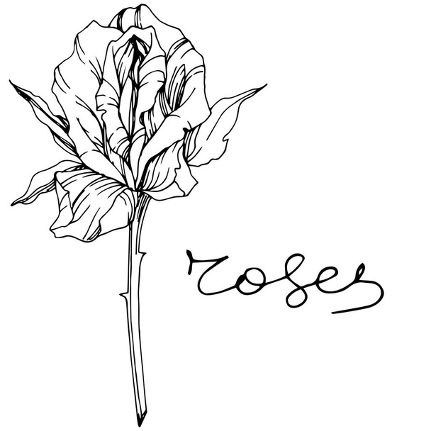 Vector Rose. Floral botanical flower. Engraved ink art. Isolated rose illustration element. Beautiful spring wildflower isolated on white. - Vektor, kép