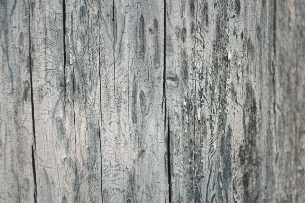 texture of old grey tree trunk, background, grey cracked wood - Zdjęcie, obraz