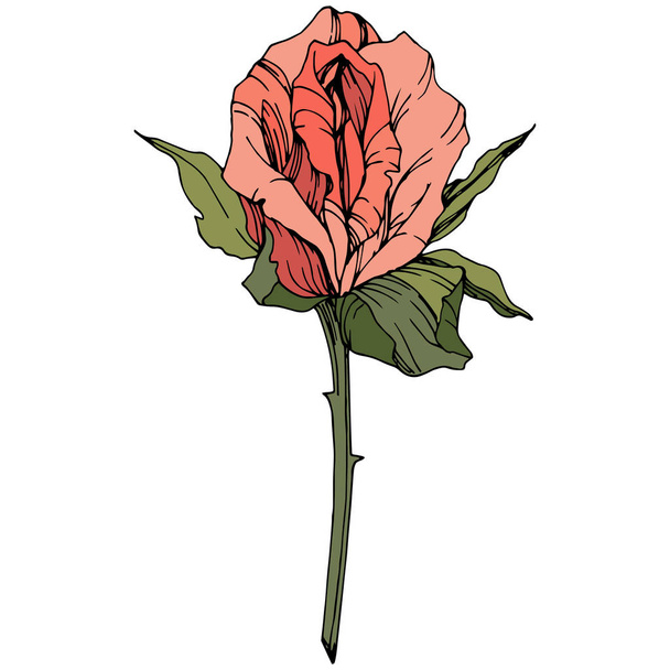 Vector Rose. Floral botanical flower. Coral color engraved ink art. Isolated rose illustration element.  - Vector, Image