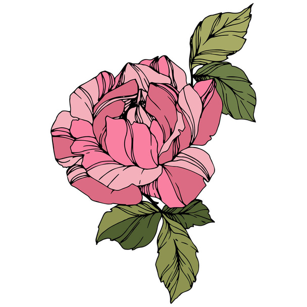 Beautiful Rose Flower. Pink color engraved ink art. Isolated rose illustration element. Wildflower with green leaves isolated on white. - Vector, Image