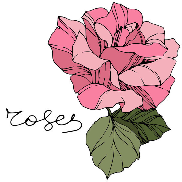 Beautiful Rose Flower. Pink color engraved ink art. Isolated rose illustration element. Wildflower with green leaves isolated on white. - Vektör, Görsel