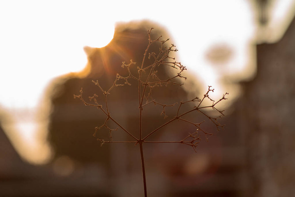 abstrakte Nahaufnahme von getrockneten Bäumen und Ästen mit Bokeh-Lichtern und Sonnenuntergang im Hintergrund - Foto, Bild