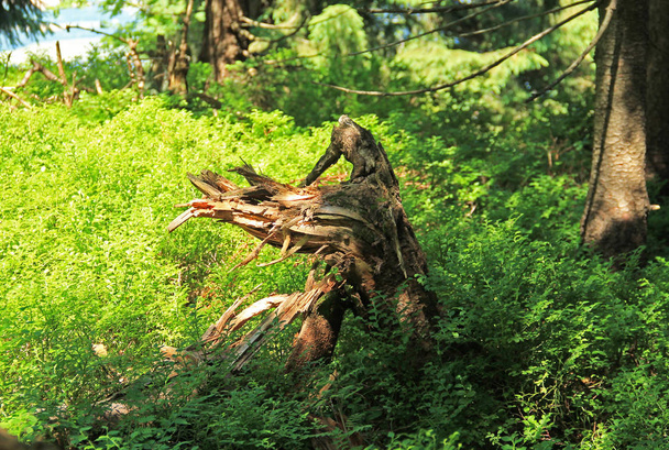 vestige tordu d'arbre mort dans les arbustes de bleuets verts, montagnes Beskydy, République tchèque
 - Photo, image