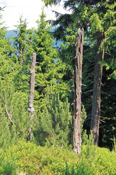 restos de troncos de árvores mortas entre os verdes na floresta em Smrk Hill, montanhas Beskydy, República Checa
 - Foto, Imagem